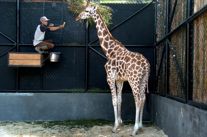 Jokowi Siap Rombak Ragunan Jadi Tempat Rekreasi yang Layak