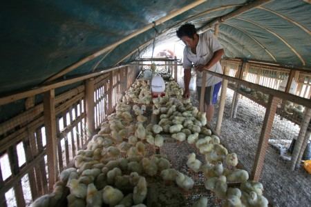 Bogor Waspadai Flu Burung