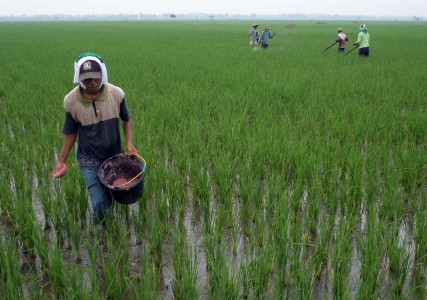 Petani di Banyuwangi Beralih Tanam Palawija