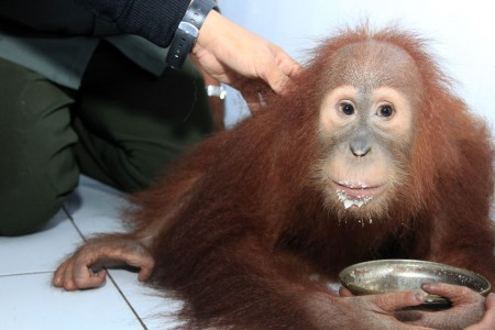 Buruk, Manajemen Pengelolaan Satwa di Kebun Binatang Surabaya