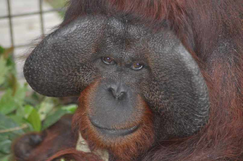 Orangutan ke-100 Dikembalikan ke Hutan