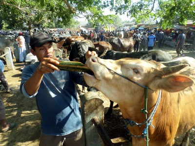 Rp 1 M untuk Idul Adha di Papua
