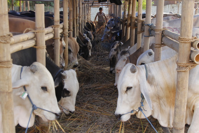 Sapi Wakapolri Oegroseno Korbankan Kaki Penjagal