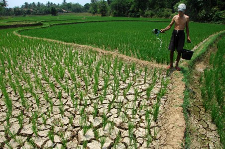 Ribuan Hektar Sawah di Banyuwangi Tidak Bisa Ditanami Lagi