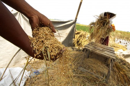 Pemerintah Diminta Stabilkan Harga Beras