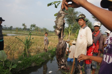 Hama Tikus Ancam Musim Tanam Padi di Jawa Tengah