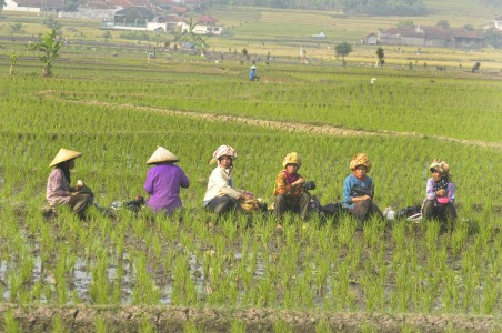 Banyak Warga Kutim yang Tidak Bangga Lagi Menjadi Petani