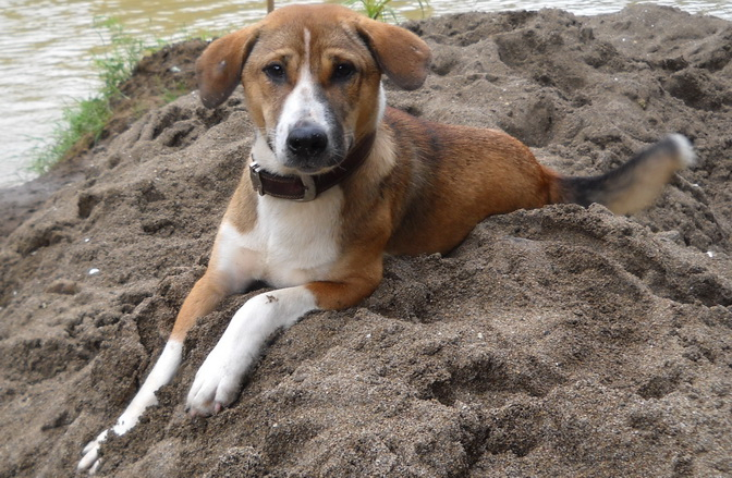 Anjing Liar Serang Ternak Milik Warga di Rembang