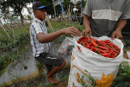 Pasokan Cabe Merah di Semarang Menipis