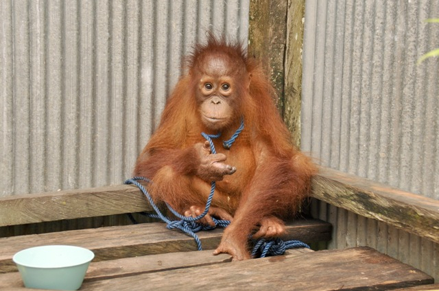 Yayasan BOS Selamatkan Anak Orangutan di Desa Tumbang Tanjung