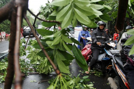 Pemprov DKI Bentuk Satgas untuk Antisipasi Pohon Tumbang