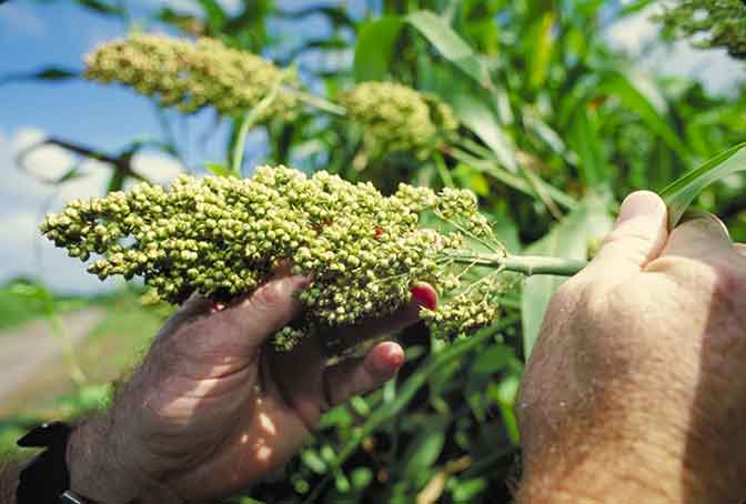 Bantul Berambisi Jadi Sentra Sorghum
