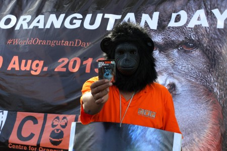 Kemenhut Diminta Tindak Pembunuh dan Pemakan Orangutan di Pontianak
