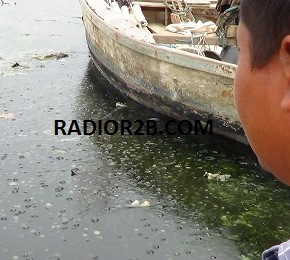 Limbah Pabrik Beracun, Ribuan Ekor Bandeng di Tambak Mati