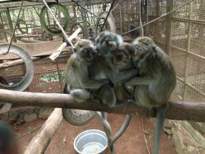 Topeng Monyet Dilarang di Surakarta