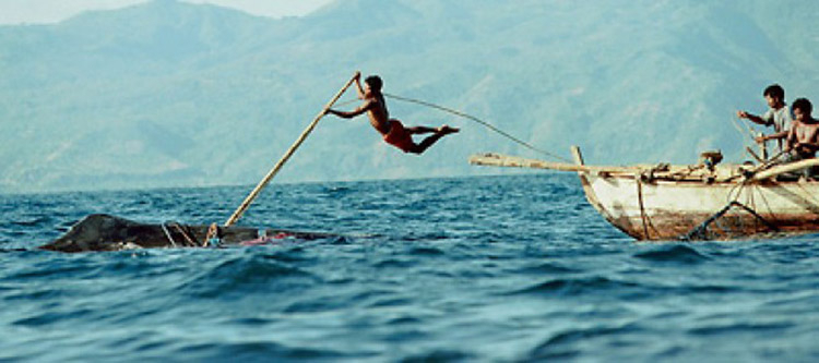 Wow! 10 Paus Langka Hidup di Laut Sawu