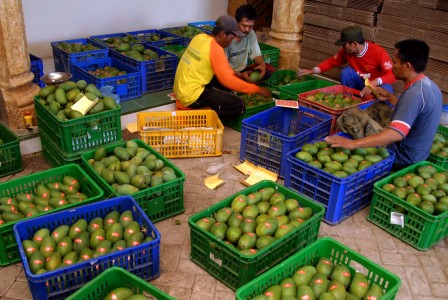 Penyebab Anjloknya Produksi Mangga Gedong Gincu