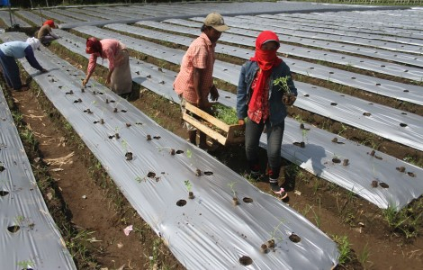 Sulitnya Petani Jayapura Mendapat Kredit Perbankan