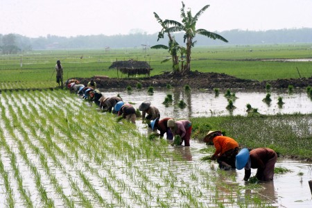 Puluhan Hektar Lahan Pertanian di Cianjur Rusak Akibat Banjir Bandang