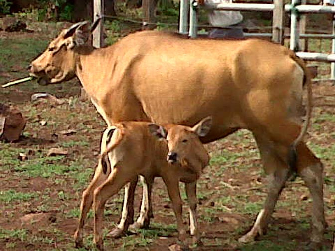 Taman Nasional Baluran Sukses Membiakan Banteng Secara Semi Alami