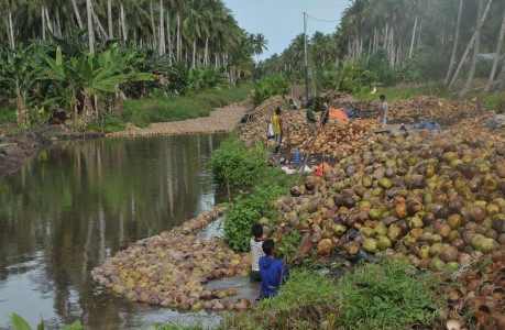 Lihat Bibit Kelapa, Kepala Dinas Pertanian Kulonprogo Terkejut