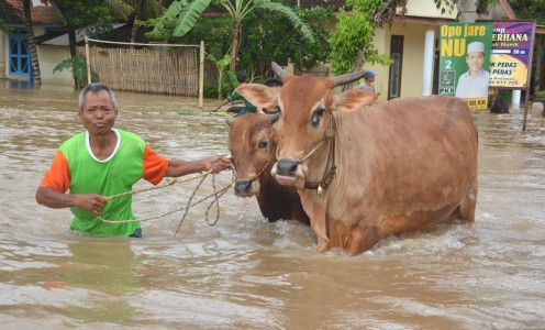 Ribuan Rumah di Jember Terendam Banjir