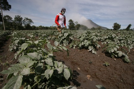 Manfaat Program Cash for Work bagi Pengungsi Sinabung