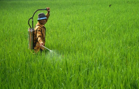 Pupuk Langka, Produksi Beras Nasional Terancam
