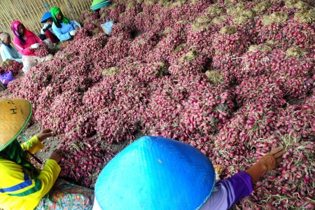 Produksi Bawang Merah 2014 Melimpah, Pemerintah Harus Stop Impor