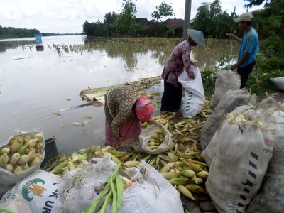 Transmigran Bulungan Keluhkan Kualitas Benih Jagung