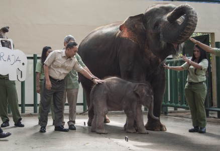 WWF: Belum Ada Kasus Kematian Gajah yang Masuk ke Pengadilan