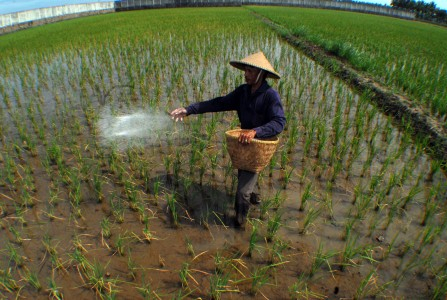Pupuk Bersubsidi Langka, Petani Banyuwangi Ancam Demo