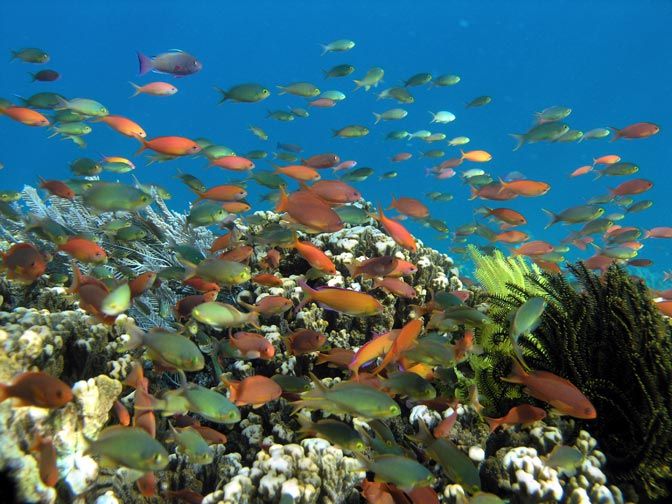 Ikan di Selat Bali Dapat Apartemen