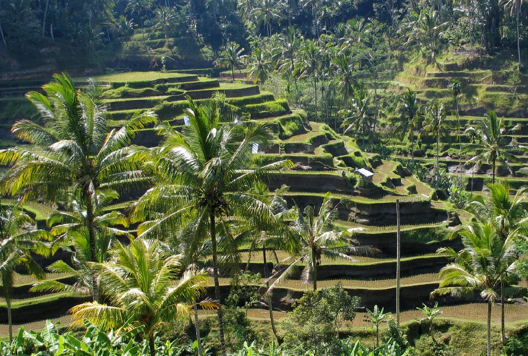Pembangunan Permukiman di Subak Bisa Merusak Ketahanan Pangan
