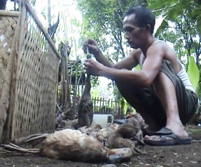 Kematian Itik di Situbondo Diduga Akibat Flu Burung