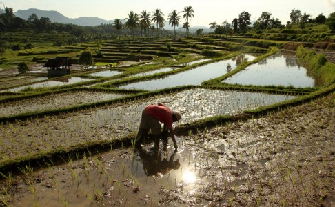 Badan Pengelola Subak untuk Hindari Alih Fungsi Lahan