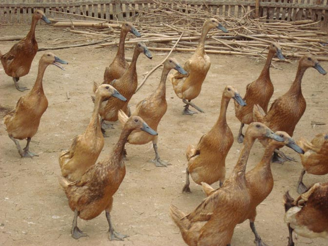 Ribuan Itik di Jombang Mati Diduga Flu Burung