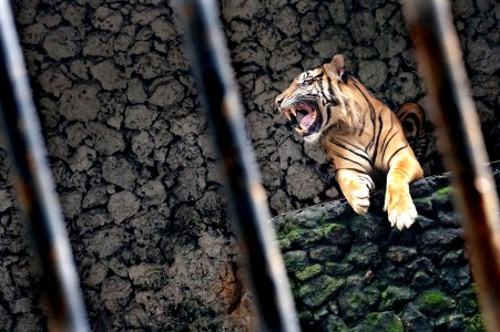 Awasi Satwa, CCTV Dipasang di Seluruh KBS