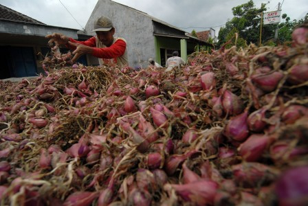 Cuaca Buruk, Petani Bawang Merugi
