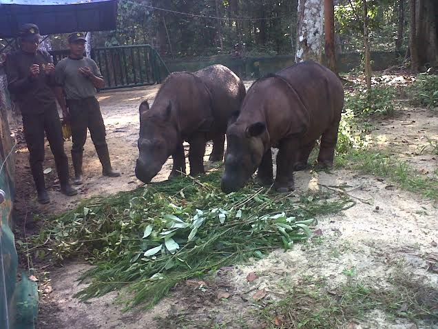 Kisah Penangkaran Badak Sumatera di Lampung
