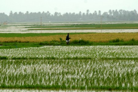 Ratusan Hektar Pertanian Terdampak Cuaca Buruk