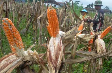 Cuaca Tak Menentu, Tanaman Jagung di Sumba Timur Terancam Gagal Panen