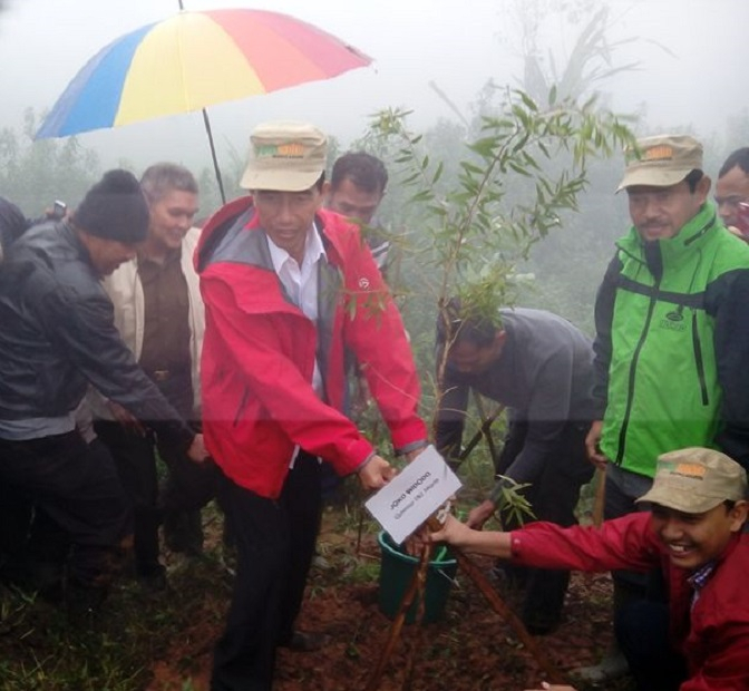 Cegah Banjir, Jokowi Tanam Pohon di Puncak