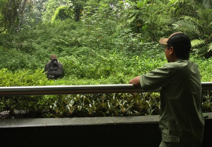 Kemenhut: Libur Satwa Otoritas Pengelola Kebun Binatang