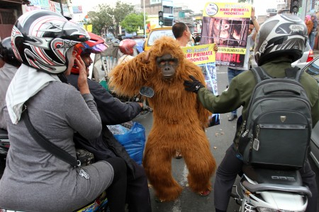 Yayasan BOS di Nyaru Menteng Lepasliarkan Puluhan Orangutan