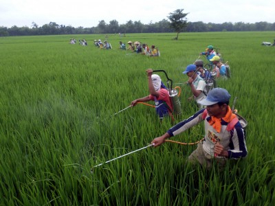 Bantuan untuk Petani Pati Cair Sebelum Masa Tanam