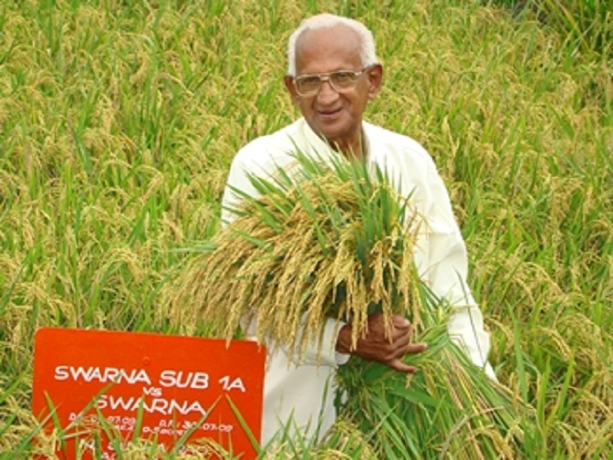 Asian Farmers Introduced to Flood-resistant 'Scuba Rice'