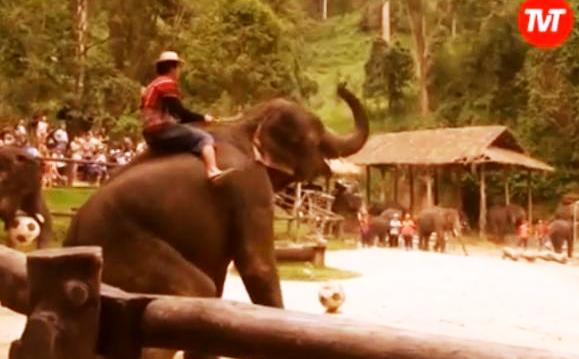 Elephant Painters Earning 50,000 Us Dollars for Their Work