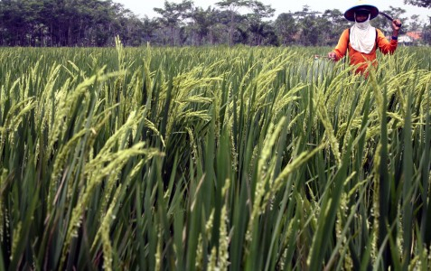 40 Hektare Lebih Tanaman di Malang Tertutup Debu Vulkanik Kelud