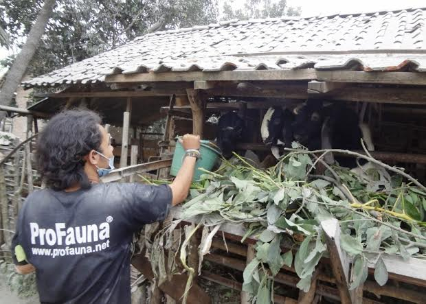 Pro Fauna Tak Dapat Izin Evakuasi Ternak Korban Kelud